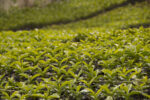 Colombian Coffee Little Plants