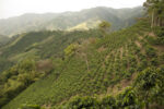 Colombian Coffee Plantation