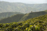 Colombian Coffee Mountains