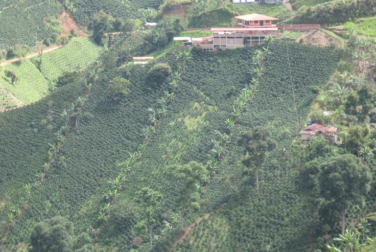 Flor De Apia coffee farm Colombia